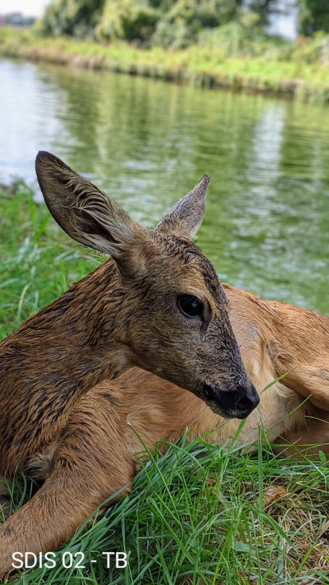 Sdis02's tweet photo. 🚨🦌On continue aujourd'hui avec la mise à l'honneur de nos spécialités #pompiers avec une #actualite 
Intervention sur la commune de #mennessis #Aisne ce jour de notre équipe de sauveteurs aquatiques #SAV 🤿🛥️ pour #secourir une victime pas comme les autres 🏞️ ! @PompiersFR https://t.co/tAmh4lHG5I
