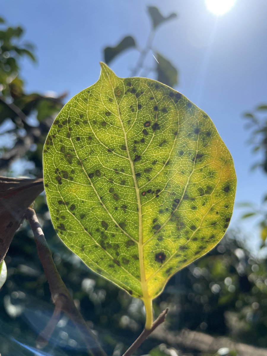 luanvitornas's tweet photo. We’ve been assessing some field trials with Circular leaf spot of persimmon. Control plots are showing off typical symptoms. https://t.co/dkeOeBX6Wu