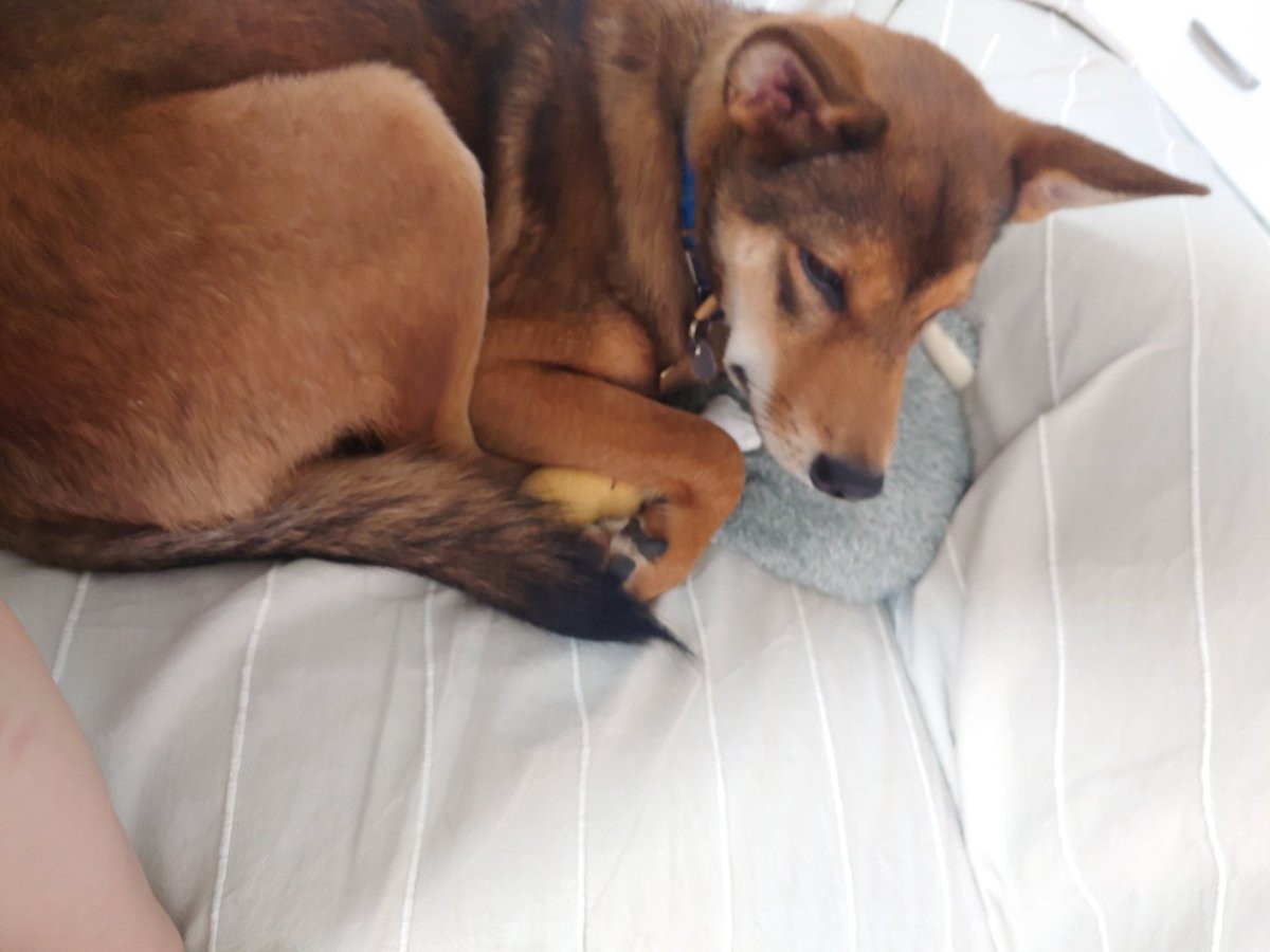 みかみと保護犬小次郎 V Twitter わざわざお気に入り持ってきて 抱っこして寝るの 遊ばないの 保護犬 雑種犬 保護犬と暮らそう 保護犬を家族に