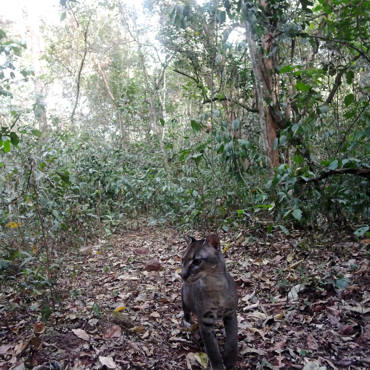 Caught on camera - an African golden cat in Chinko, CAR. Endemic to the rainforests of West &amp; Central Africa, this Vulnerable species is threatened by habitat loss &amp; the illegal wildlife trade, making well managed protected areas, like Chinko, essential for its long-term survival