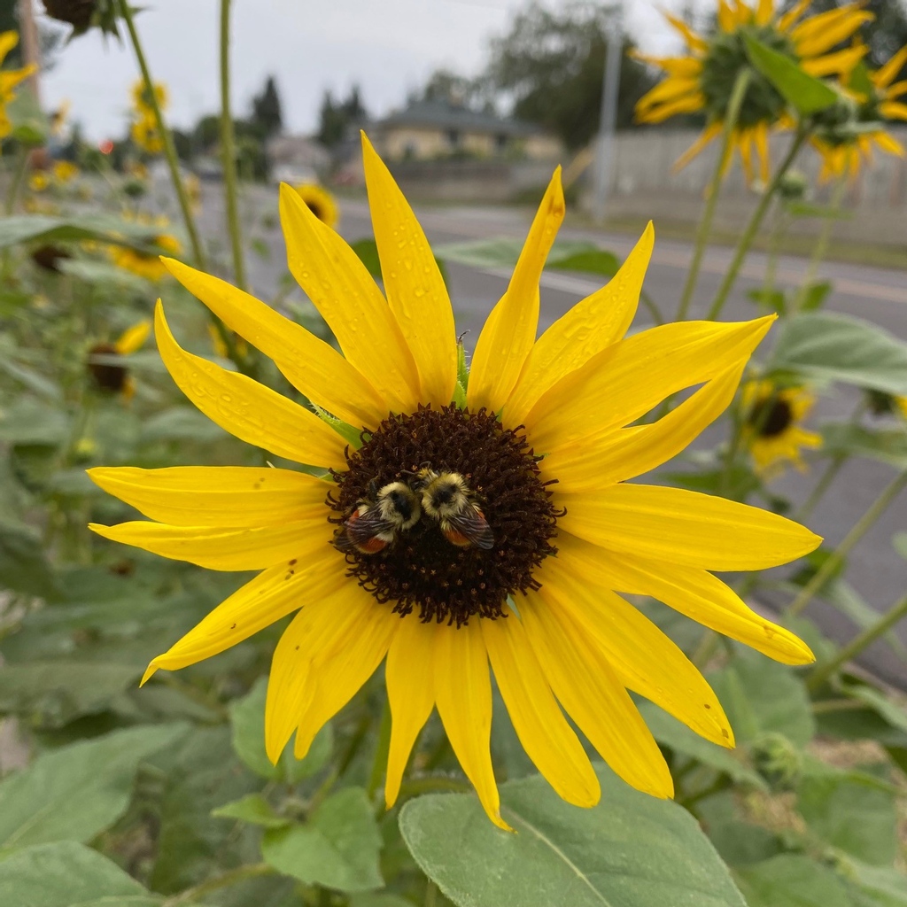 greengategarden's tweet photo. As Sweet as Can Bee. #yycbees #yyctuxedo https://t.co/JWyEZlxUE8