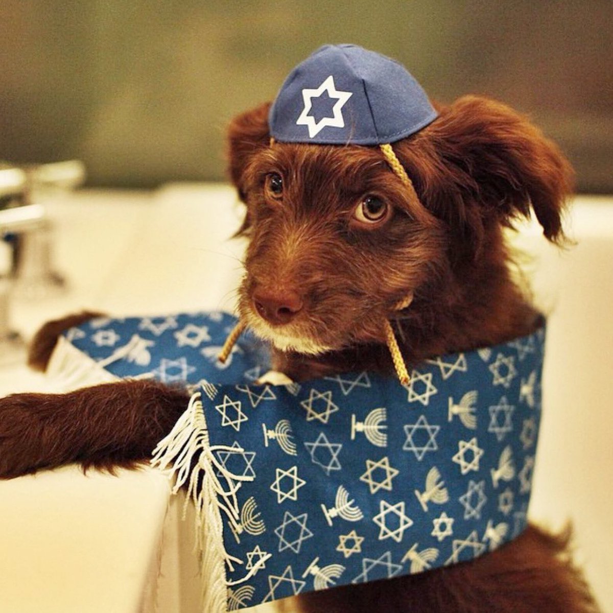 TopherBrophy's tweet image. #tbt While @rosenbergthedog celebrates holidays from many religious traditions- Yom Kippur, the Jewish Day of Atonement has had a special significance for him since he was a baby For anyone observing, we wish you an easy fast. For everyone else, we wish you peace, love, happiness