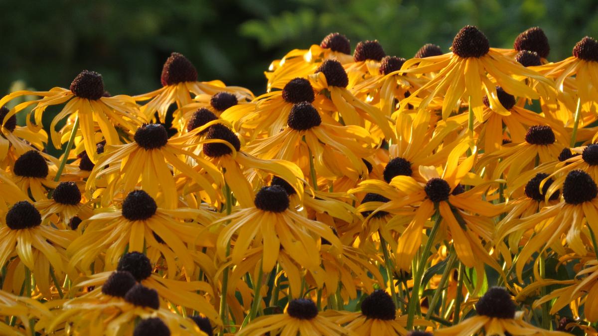Brown Eyed Susans a riot of colour late summer flowers in the garden.  #flowers #antigonish