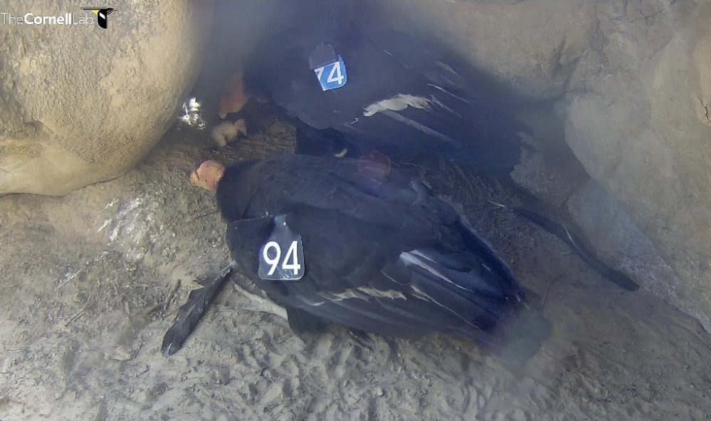 CornellCondors's tweet photo. We are saddened to report that sixteen-year-old male #374 has died. He was the father of our Huttons Bowl chick #1075. A necropsy is pending and cause of death is unknown at this time. If we learn more we will update the community. https://t.co/2uIlkj8fhn