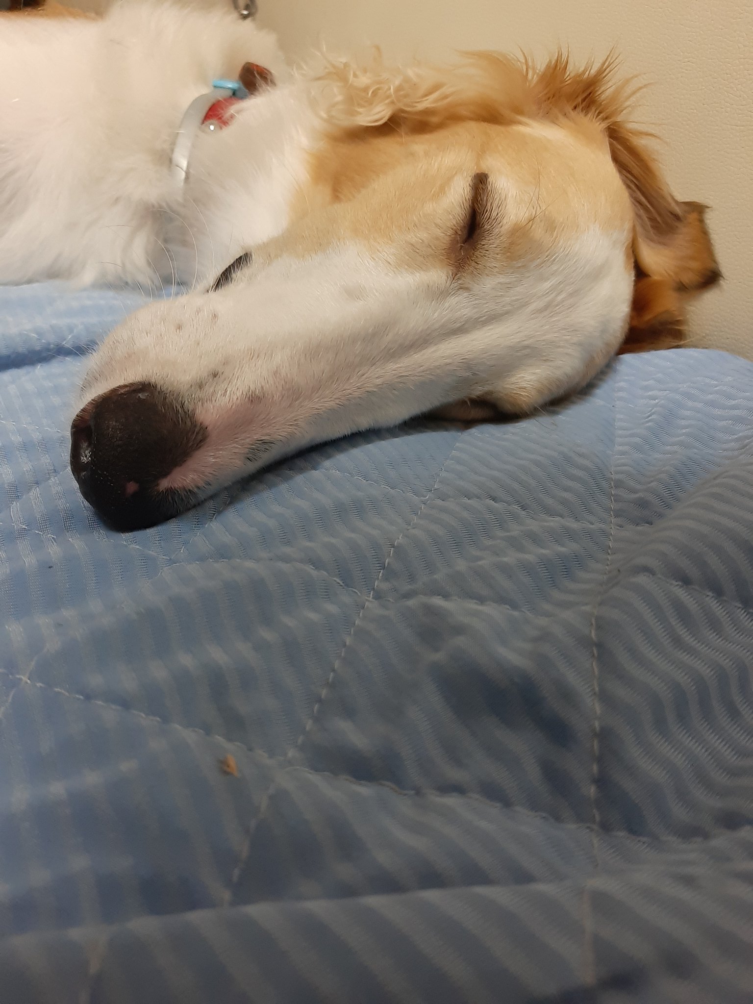 爆睡する犬 Twitter Search Twitter