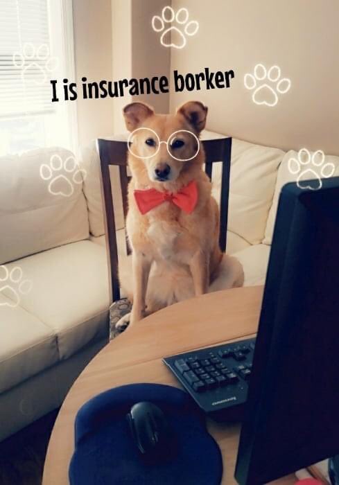 Butler_Byers's tweet photo. We’ve still got some of our furry qualified experts working from home! 😜

#InsuranceMadeEasy #YXE #TBT https://t.co/vifhTfkgp0
