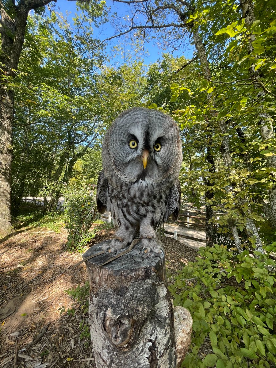 SAGESSE Technologies tweet media