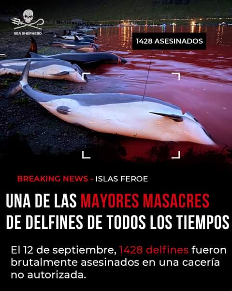 seashepherdes's tweet photo. #ICYMI Por si no lo sabías, el domingo pasado los balleneros de las Islas Feroe  mataron a un total de 1428 delfines. 😣 Posiblemente sea la mayor matanza de cetáceos de la historia. 
Leé la historia completa:https://t.co/rB7c5NtnrY

#IslasFeroe #OpBloodyFjords https://t.co/b4XaasFOST