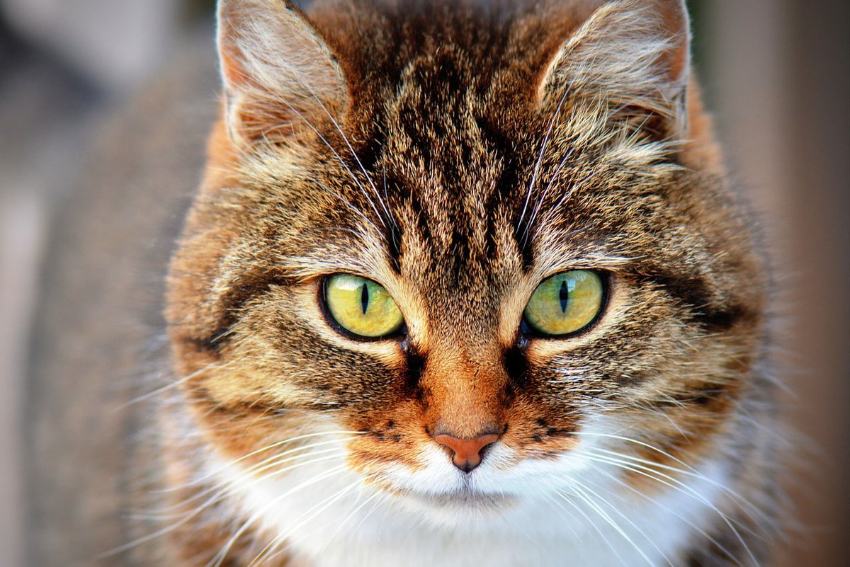 Katten vergiftigd in Zwolle, politie zoekt getuigen. 112Zwolle.