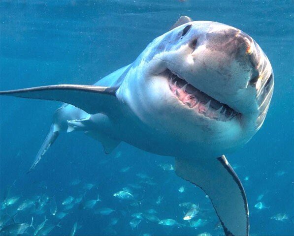 happyfossils's tweet photo. Me posing for a photo but not having a clue what to do with my arms

(Day 4 of sharks as reactions week) https://t.co/4iQJhQp1wK