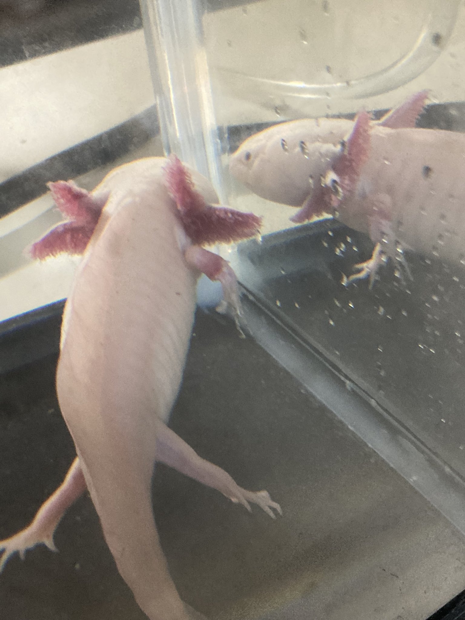 ぴょんこ Upa Paako Twitter