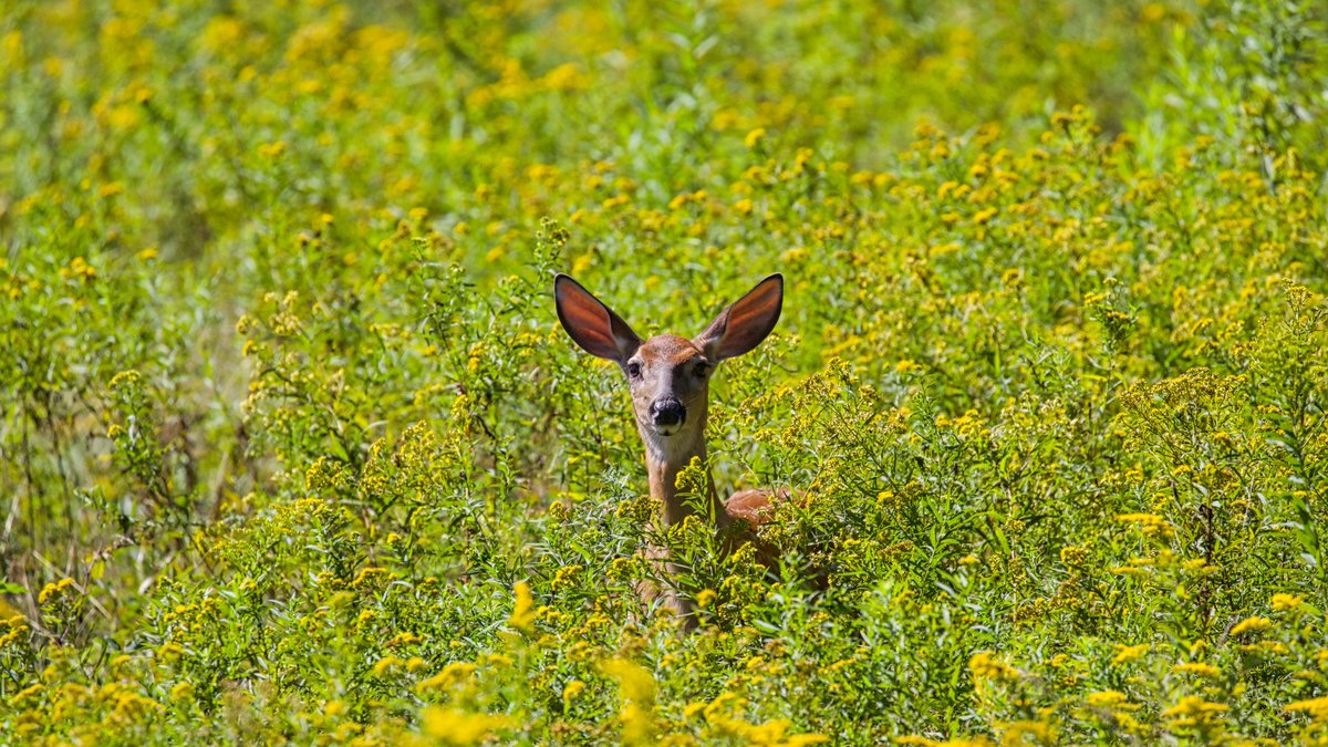 This November, New Yorkers can vote for the right to clean air and water, and a healthful environment. We all deserve fresh air to breathe and #cleanwater to drink. #VoteYESOnProp2 #VoteForCleanAirAndWater Learn how you can get involved at ourairourwaterny.org.