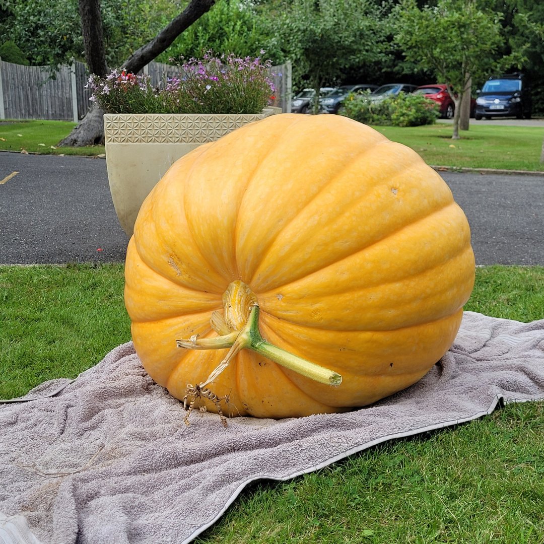 HolmwoodHouse's tweet photo. It's the Produce Show tomorrow and the first entry has arrived...
🥕🌼🍏 #produceshow #gardening #vegetablegrowing https://t.co/8ivQnXhYsR