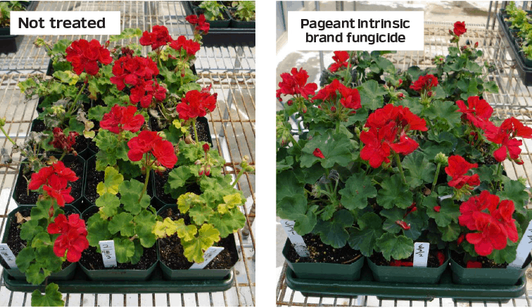 Tired of plants and flats being sent back? BASF experts weigh in on some best practices for shipping out ornamental plants successfully. Read on here: bit.ly/38R5wyS #greenhouse #horticulture #cropprotection #plant21 #agriculture