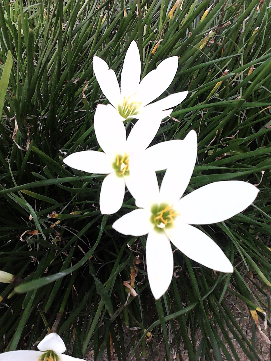 三鶴 みつる 5分の1 コースター くらげ 山口真帆 様 Maho Yamaguchi お誕生日おめでとうございます タマスダレの花言葉は 純白な愛 期待 さらなる成長と実りの歳を期待 御健康を祈念しております まほほんthanksflowerday21 茶子様