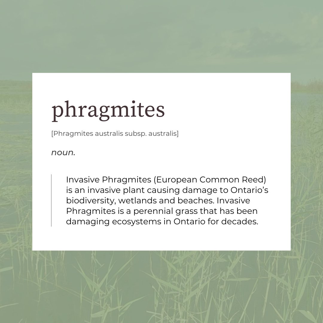 phragcontrol's tweet image. "#InvasivePhragmites (European Common Reed) is an invasive #plant causing damage to Ontario’s #biodiversity, wetlands and beaches. #Invasive #Phragmites is a perennial grass that has been damaging #ecosystems in Ontario for decades."

Learn more: phragcontrol.com/resources