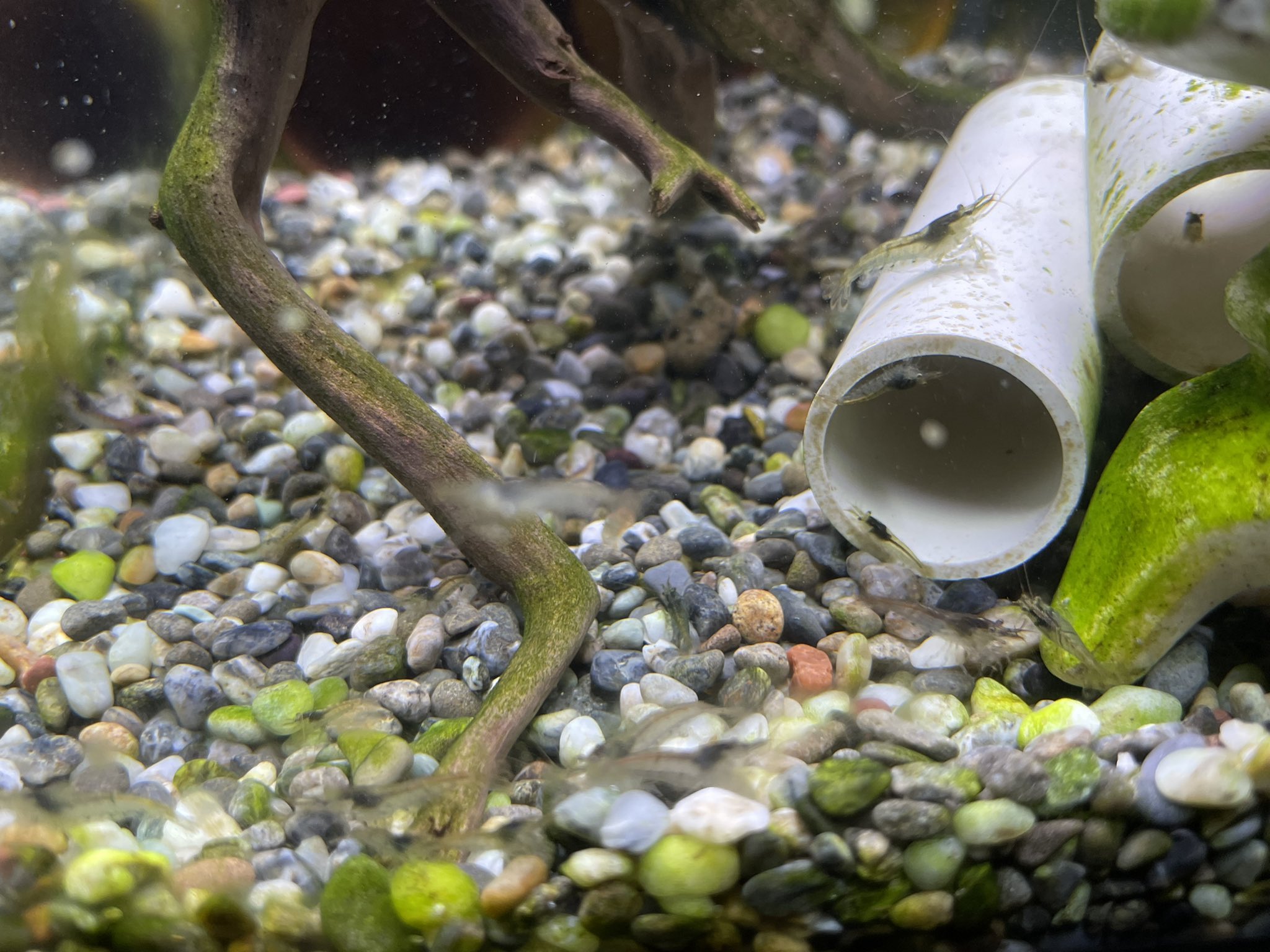 メダカの日常 ミナミヌマエビ増えすぎた この水槽は 天敵が居ないからのびのび生活してる笑笑 水換えする時外界に流れないように気をつけつつ ミナミヌマエビ T Co Xen5t5jpbc Twitter