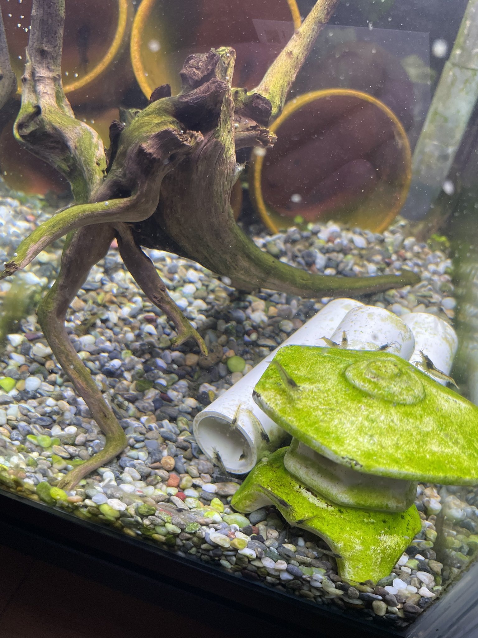 メダカの日常 ミナミヌマエビ増えすぎた この水槽は 天敵が居ないからのびのび生活してる笑笑 水換えする時外界に流れないように気をつけつつ ミナミヌマエビ T Co Xen5t5jpbc Twitter