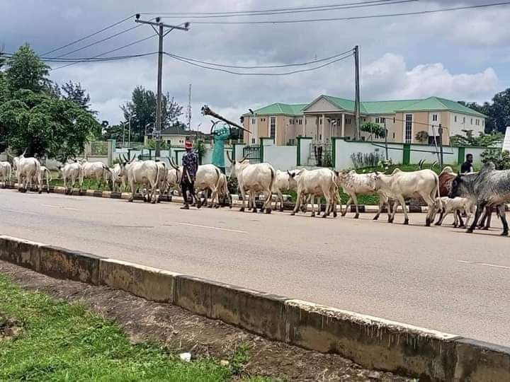 IamUmeOjiOforNnia's tweet - &quot;Despite signing ban for open grazing by Gov  Ugwuanyi of Enugu State, Herdsmen Parade, Graze Cows at Enugu House of  Assembly today as Southern Govs Meet there??????????‍♂️??‍♂️ &quot; -