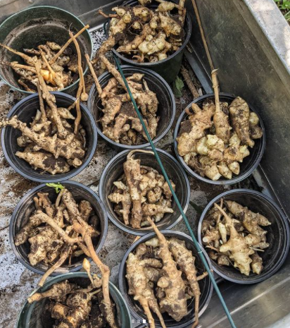 solaronenyc's tweet photo. As part of the East Side Coastal Resiliency Project (ESCR) the north end of Stuyvesant Cove Park is now closed for demolition/reconstruction. On our last day in that area, with friends from @IntervineNYC and @TheHOPEProgram, we harvested sunchokes, squash blossoms and tobaccco. https://t.co/06arkLjB48