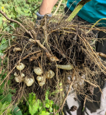 solaronenyc's tweet photo. As part of the East Side Coastal Resiliency Project (ESCR) the north end of Stuyvesant Cove Park is now closed for demolition/reconstruction. On our last day in that area, with friends from @IntervineNYC and @TheHOPEProgram, we harvested sunchokes, squash blossoms and tobaccco. https://t.co/06arkLjB48