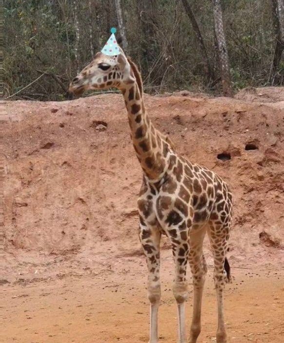 PortalGirafa's tweet photo. "Vocês adotaram uma girafa...?"
"Rafa, o nome da nossa menina é Lylla"

Hoje comemora um ano da girafinha mais linda, da mascote do fandom, da menina delas. E com isso, relembramos a tour mais louca, emocionante e divertida que esse fandom já teve hahaha. Feliz um ano, Lylla 🦒❤ https://t.co/cLVBaQoNHv