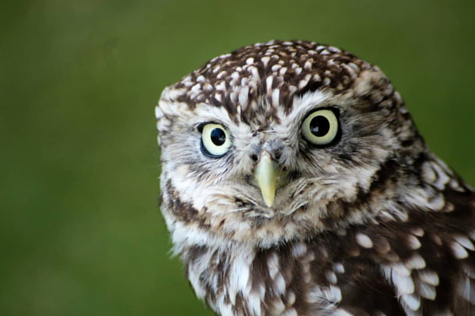 Tips and tricks for wildlife photography: bit.ly/3Ch8glD #Wildlife #Photography #WildlifePhotos