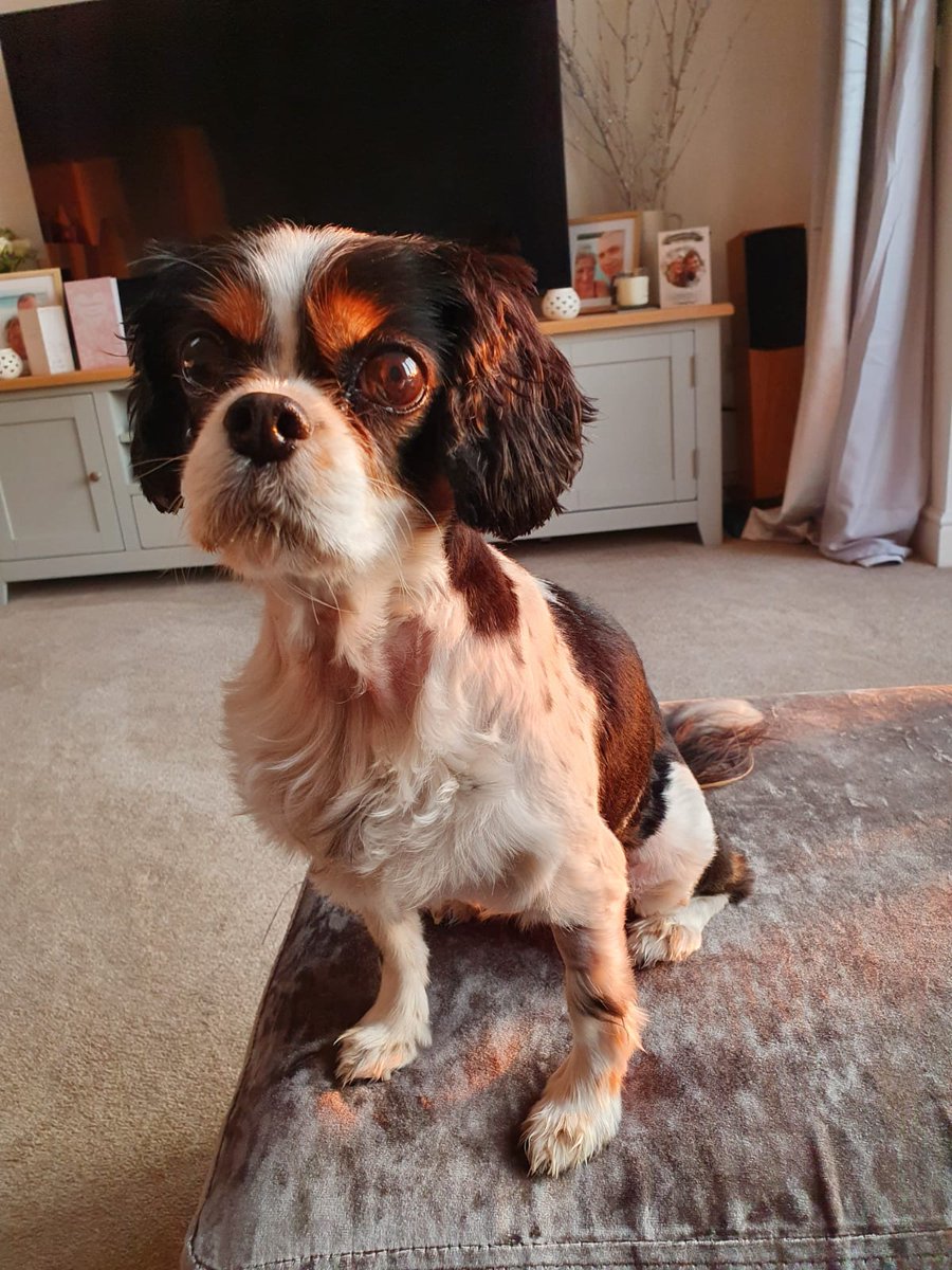 C_Kneer's tweet image. Pet insurance rip off. Ongoing claim for Lucy's heart. Have paid excess (£100) already but because it's another claim year have to pay it again despite it being same claim. @Sainsburys_Bank #InsuranceRipOff