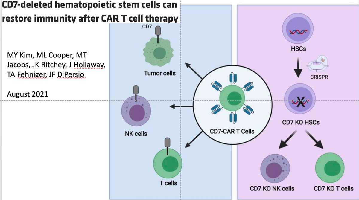 #CARTcell targeting CD7 could significantly decrease a patient’s immune function. Our recent preclinical work led by Dr. Miriam Kim shows that a transplant of hematopoietic stem cells with CD7 #CRISPR’d out could solve that problem. insight.jci.org/articles/view/…