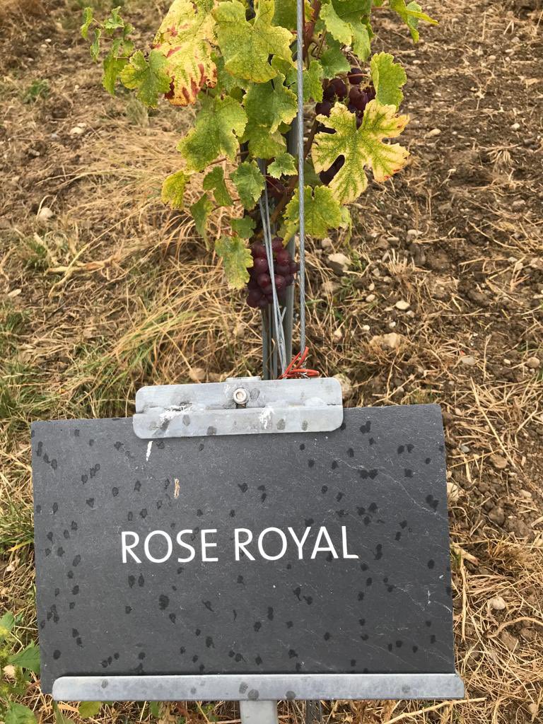 KTScheding's tweet photo. Thank you @CHblw for hosting an excellent day on #biodiversity in agriculture. Excellent tour @agroscope seed gene bank. And fascinating to hear about how cultivating different #Chasselas #biotypes exploits the diversity of mutations to adapt to #Climate changes https://t.co/2mbE7oBZz8