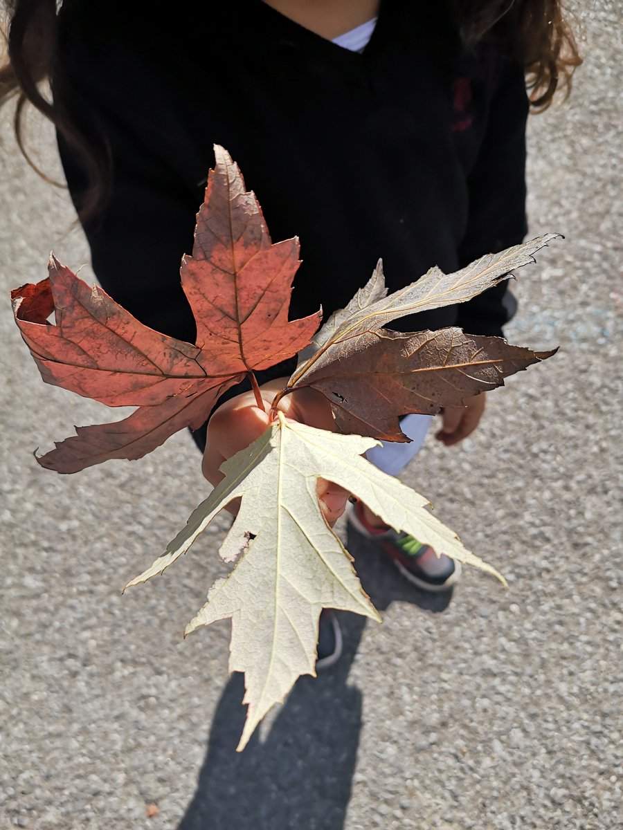 Some of the kindergartens had fun looking for leaves that were starting to change. Beautiful, fall colours are on their way! <a href="/LordStrath_LDSB/">Lord Strathcona PS</a>