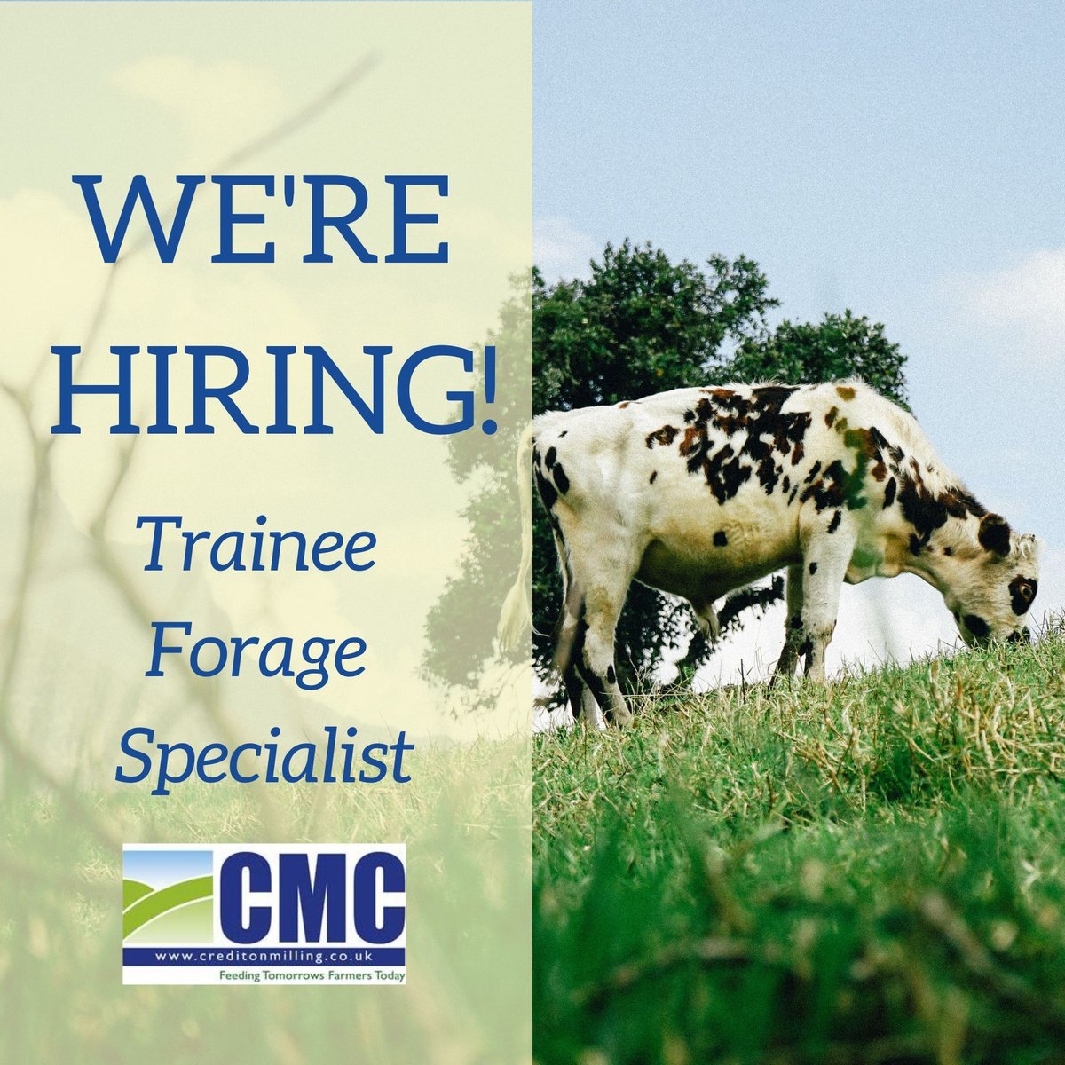 CreditonMilling's tweet photo. Are you looking for a career in the agriculture industry? We are looking for an ambitious and hardworking individual to join our team 👇
https://t.co/qrpZEoHoPw
#Careers #trainee #devonjobs #Recruiting https://t.co/ncFJRKU3G0