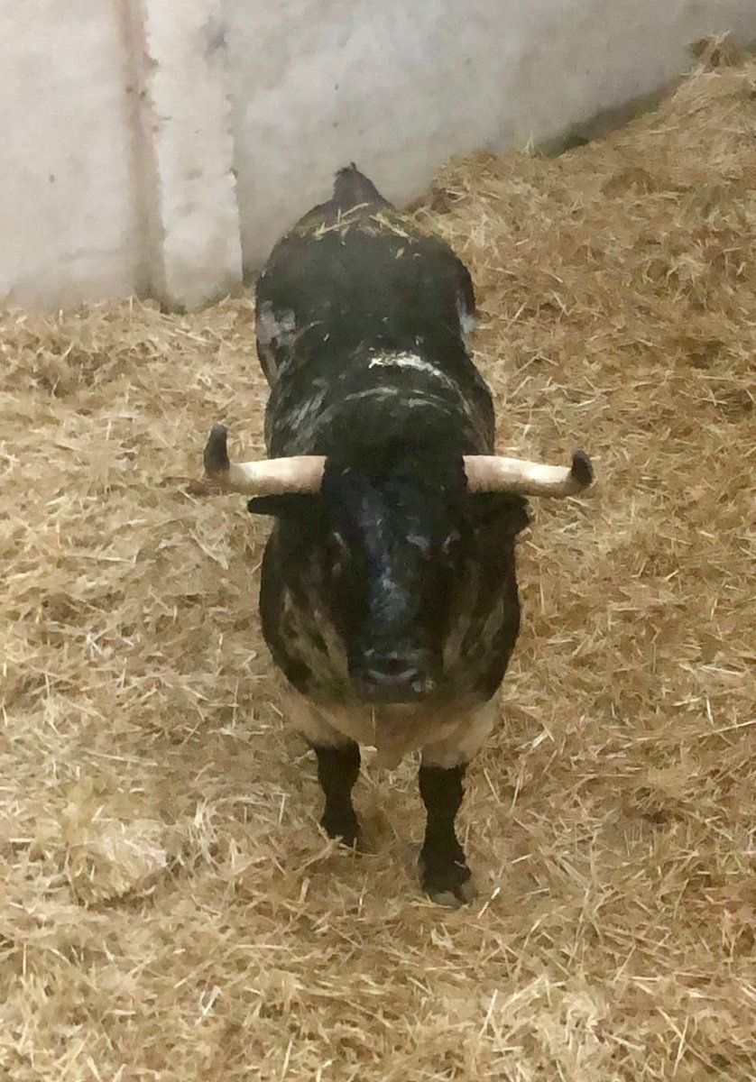 torosalmodovarc's tweet photo. 📣 Ya están en los corrales los 🐂 toros para el concurso de recortes ¡Esto comienza ya! No te pierdas el festejo de 🗓 mañana

🎟 ¡No te quedes sin tu entrada! #UnaFeriaDeAltura

⌚️ Taquillas: de 10 a 14 h y de 17 a 19 h
☎️ 691 618 018
💻 https://t.co/UOWHi6Fk8a https://t.co/ZK8eURxfMp
