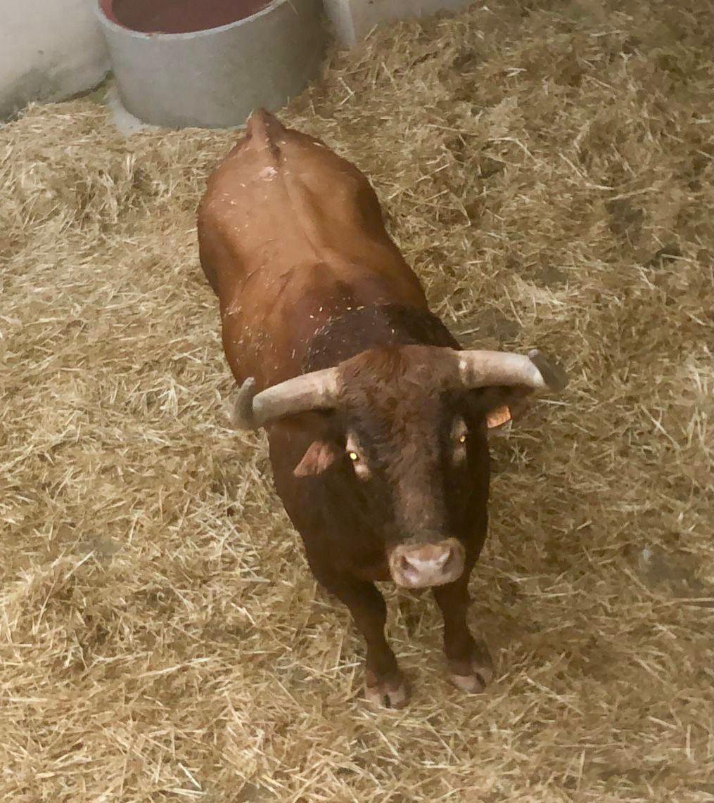 torosalmodovarc's tweet photo. 📣 Ya están en los corrales los 🐂 toros para el concurso de recortes ¡Esto comienza ya! No te pierdas el festejo de 🗓 mañana

🎟 ¡No te quedes sin tu entrada! #UnaFeriaDeAltura

⌚️ Taquillas: de 10 a 14 h y de 17 a 19 h
☎️ 691 618 018
💻 https://t.co/UOWHi6Fk8a https://t.co/ZK8eURxfMp