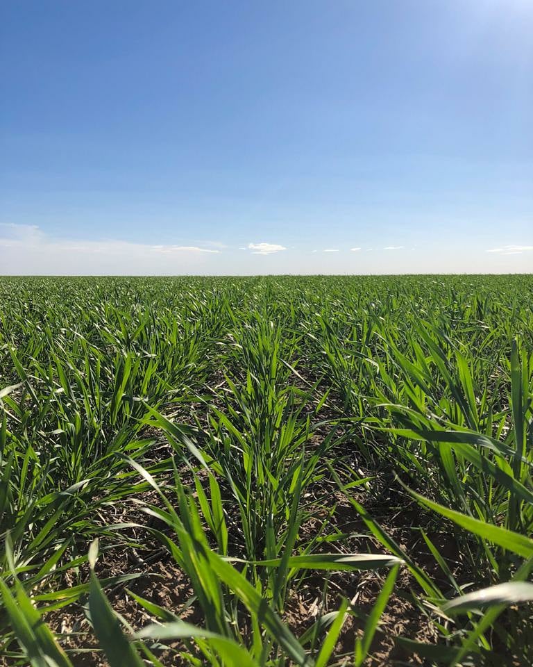 DONMARIOoficial's tweet photo. Reto de #Trigo 🌾 con fecha de siembra: 22/06/2021
Variedades: #DMAlerce, #DMPehuen, #DMSauce, #DMCatalpa y experimentales.
✔ Firma: Prodeman SA
🏠 Distribuidor: El Tordo S.A
#NacidosParaRendirRendir #TrigoDM https://t.co/viRNfWwDJi