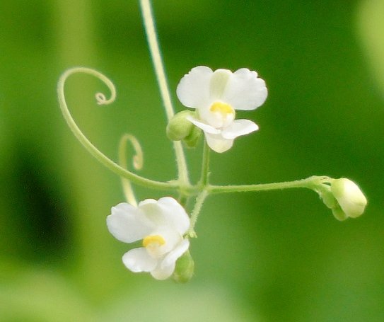 おはようございます 9月17日の誕生花は フウセンカズラ 夏に緑白色の可憐な花を咲かせた後 紙風船のような膨らんだ袋状の果実をつける 花言葉 一緒に飛びたい 風船のようにふくらんで 飛んでいきそうな実に由来 雨と風に気をつけないと 1週間お疲れさまで おはようございます 9月17日の誕生花は フウセンカズラ 夏に緑白色の可憐な花を咲かせた後 紙風船のような膨らんだ袋状の果実をつける 花言葉 一緒に飛びたい 風船のようにふくらんで 飛んでいきそうな実に由来 雨と風に気をつけないと 1週間お疲れさまで