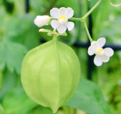 おはようございます 9月17日の誕生花は フウセンカズラ 夏に緑白色の可憐な花を咲かせた後 紙風船のような膨らんだ袋状の果実をつける 花言葉 一緒に飛びたい 風船のようにふくらんで 飛んでいきそうな実に由来 雨と風に気をつけないと １週間お疲れさまで