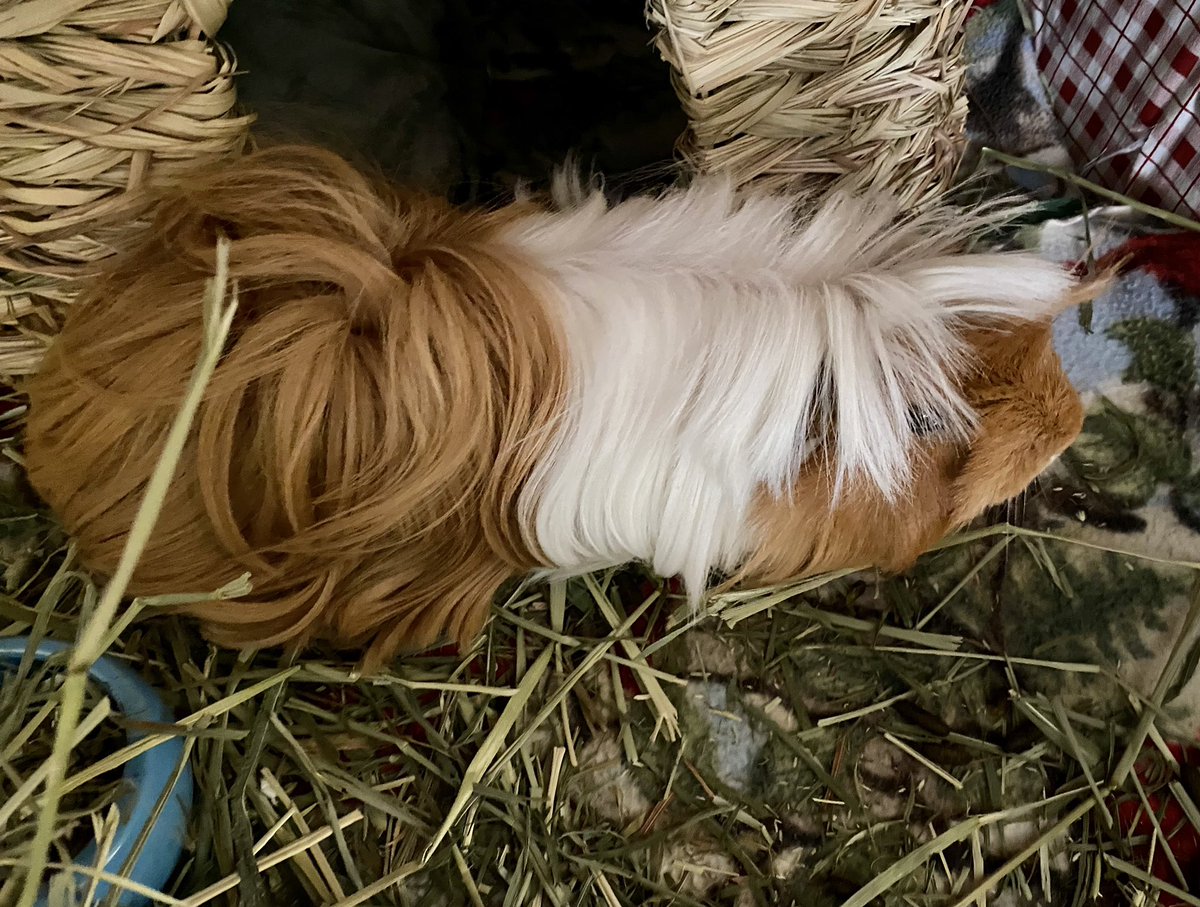 thegreenheron's tweet photo. They said I could be anything. So I became a caterpillar.
Seriously. If you know of any shampoo commercials, Wild Thing is looking for work. ๐
#guineapig #peruvianguienapig #lotsofhair #luciouslocks #TheyShouldveNamedMeCousinItt. https://t.co/CVk2Z09gcf