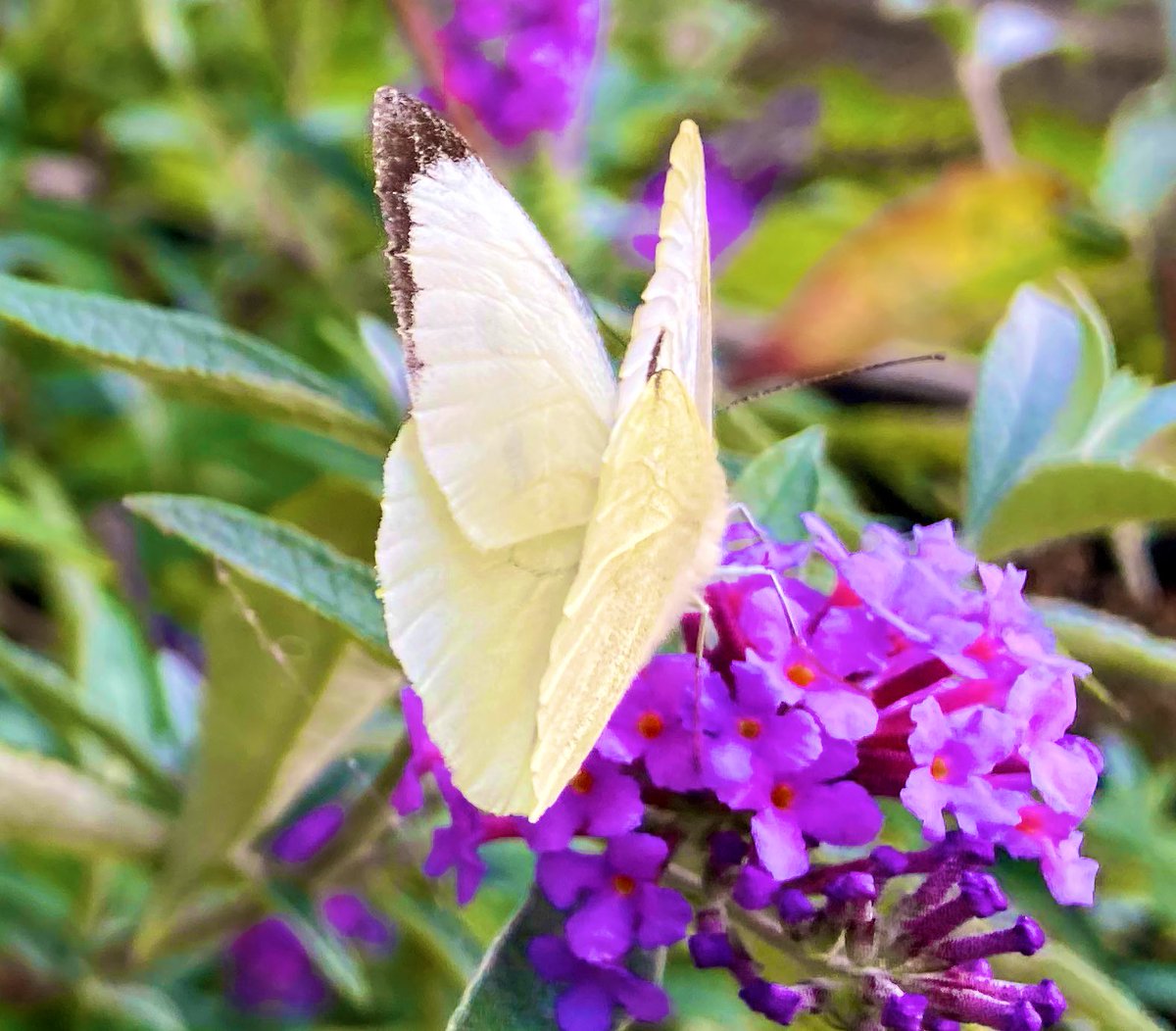 WorldNannys's tweet photo. ๐ฆ Dead headed the Buddlea today for the Butterflies. Glorious sunshine all day โ๏ธ
#nannysgardenworld
#butterflies #butterfly #buddlea #flowers #garden #sunshine https://t.co/DbkJUsIWEN