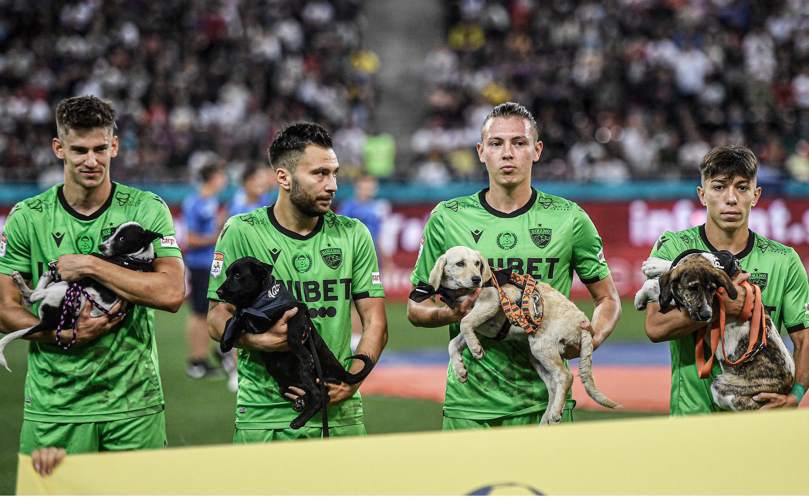 Futbolistas de Rumania promueven adopción de perritos en partidos -  Mediotiempo