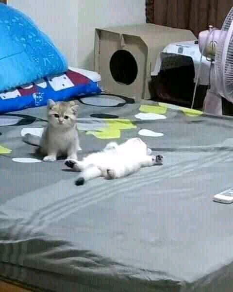 Scout_Captaln_'s tweet photo. Hooman I think he ded. call ambulance. https://t.co/lNJi1ZABmq