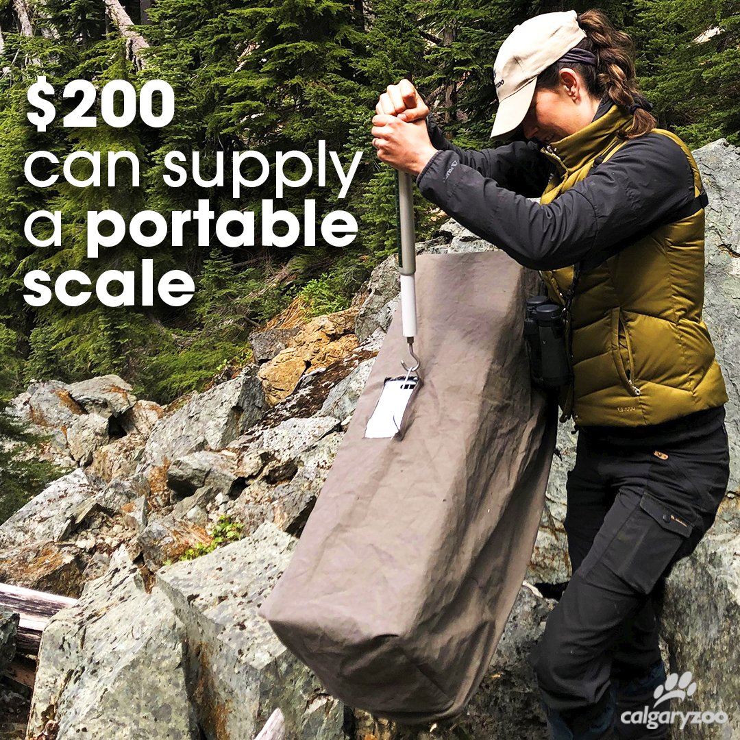 Register for Run Calgary's 2021 Wild Run 🏃: bit.ly/3AxYj2k

This year, your contributions help equip the Conservation Research Team so they can properly monitor the Critically Endangered Vancouver Island marmot!  #SavingSpecies