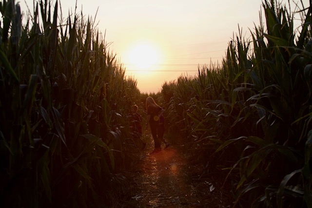 See you tonight at SCS Family Night @ the Corn Maze! 6:00-8:00 Tickets $8/Tell 'em you are w/SCS! #familynight #cornmaze #southcreststrong