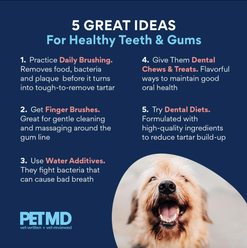 #dogs #dentalhealth