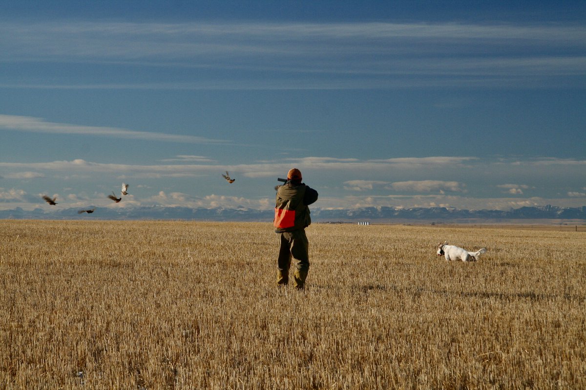 Hungarian Partridge out where grasslands meet grain
strungmag.com/category/uplan…
:
#birdhunting #uplandhunting #hungarianpartridge #pheasants #grouse #wingshooting #quail #strungmag #birddog