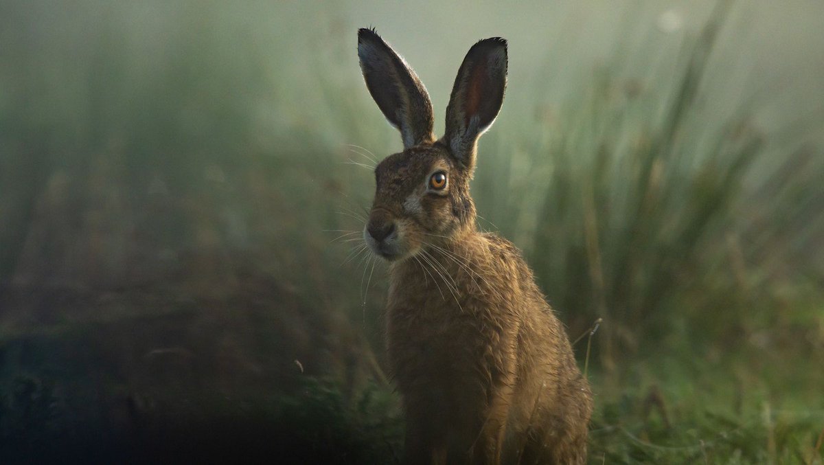 reviewwales's tweet photo. "It was generally believed that witches could assume the shape of a hare. A hare of twenty years was supposed to become a witch, and a witch of eighty turns into a hare again."
Folklore of Wales, 1909
#FolkloreThursday https://t.co/tgLg66sRiw