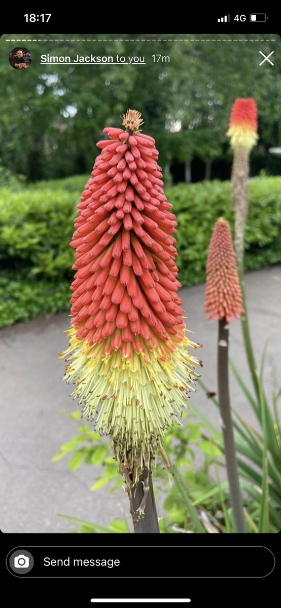 astbury_mere's tweet photo. Lovely to see some flowers for a change!  Does anyone know what these are called?
Thank you @simonjackson91133 for sending this in😁 https://t.co/RdAjkFCkif