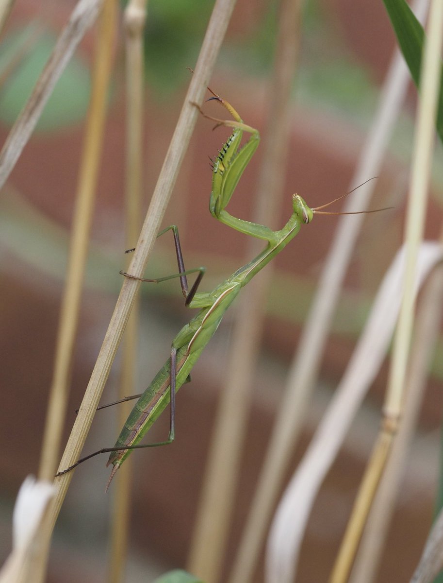 Amazing, a European Mantis - Mantis religiosa nymph in south Oxfordshire today, after the discovery of an ootheca found in the wild last Autumn.