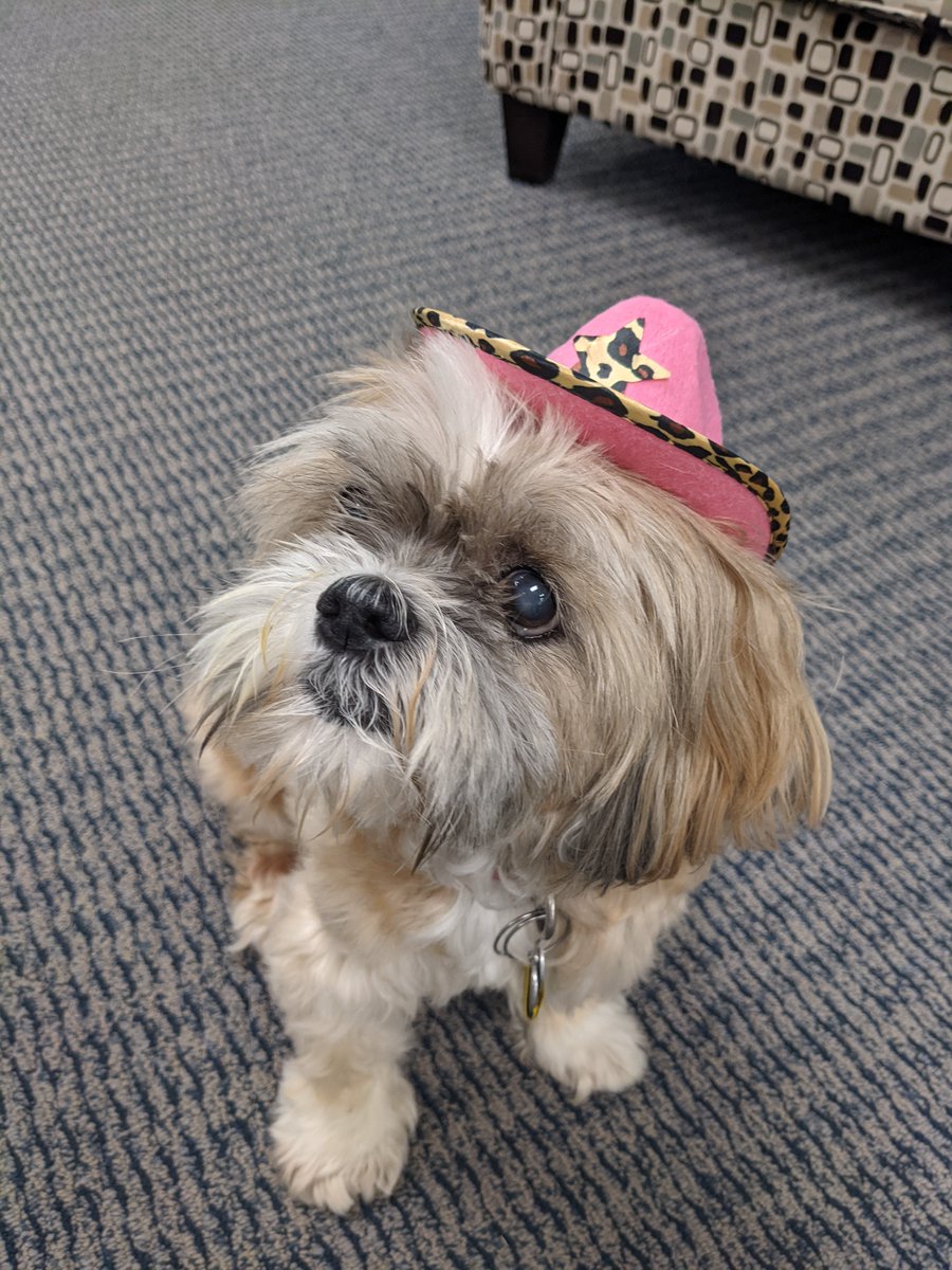 astiusa's tweet photo. Long-time ASTi #furworker Sassy turned 15 today!
We celebrated her birthday with some @FrostyPaws and party hats 🍦🐾🥳
#ASTiDogs #LoveWhereYouWork #ASTiAdventures #30yearsofASTiAdventures https://t.co/jXO4fgeNjp