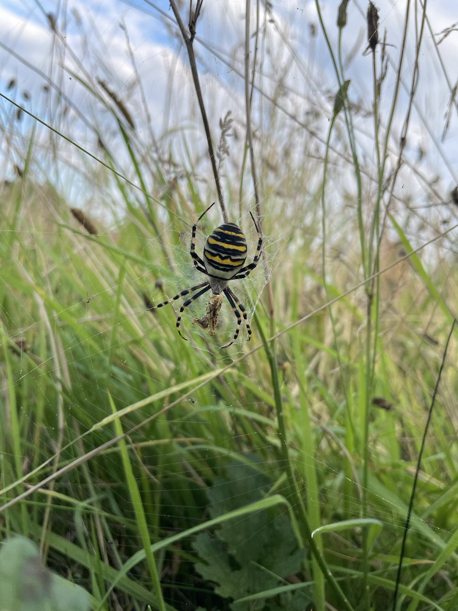 Super find by @biouea students and <a href="/JSLivesey94/">Jenny Livesey</a> on the UEA ecology field course. A female wasp spider hanging out in the campus grassland kept for wildflowers. She was merrily eating in the sunshine today.